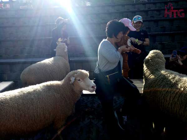Nông trại cừu Thanh Cảnh