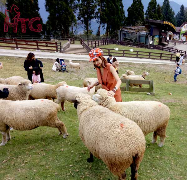 Nông trại cừu Thanh Cảnh
