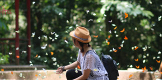 Ninh Bình mùa bướm – Cúc Phương có bao giờ rực rỡ đến thế! Mùa bướm Cúc Phương
