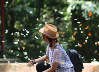 Ninh Bình mùa bướm – Cúc Phương có bao giờ rực rỡ đến thế! Mùa bướm Cúc Phương