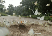 The butterfly season in Ninh Binh – Cuc Phuong has never been this brilliant! Cuc Phuong National Park Day Trip