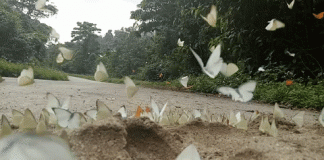 The butterfly season in Ninh Binh – Cuc Phuong has never been this brilliant! Cuc Phuong National Park Day Trip