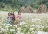 Group Travelling – Ha Giang in November – buckwheat flower season (part 2) Motorbike Trip Vietnam