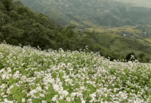 Group Travelling – Ha Giang in November – buckwheat flower season (part 4) Ha Giang trekking buckwheat flower