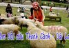 Review và hướng dẫn đi chơi ở nông trại cừu Thanh Cảnh, Đài Trung Nông trại cừu Thanh Cảnh