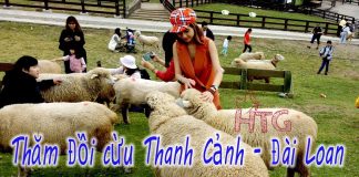 Review và hướng dẫn đi chơi ở nông trại cừu Thanh Cảnh, Đài Trung Nông trại cừu Thanh Cảnh
